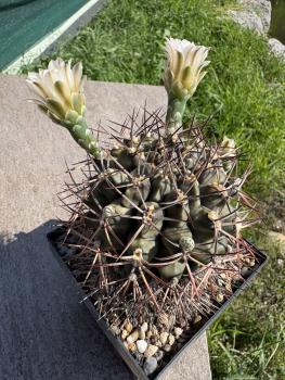 Gymnocalycium gibbosum